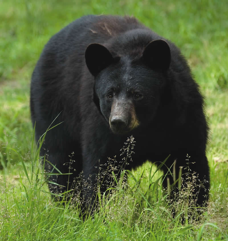 Black Bear Hunting Season Ends With 15 Bears Harvested