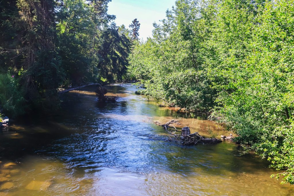 A river running through a lush green forest