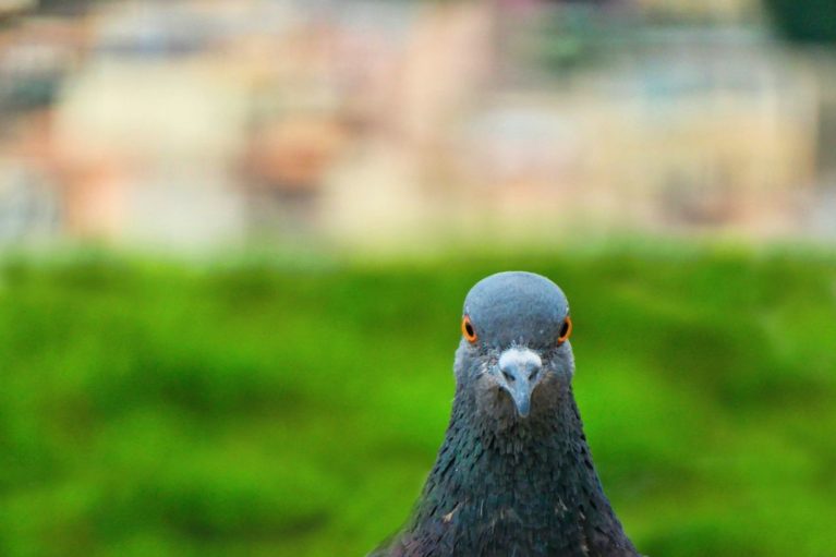 black pigeon on green grass field during daytime