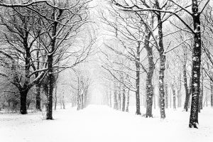 snow covered forest